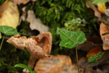 Champignon d'automne 