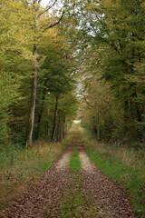 Champignon d'automne 