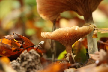 Champignon d'automne 