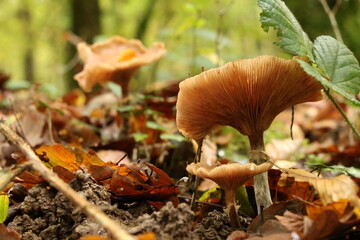 Champignon d'automne 