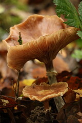 Champignon d'automne 