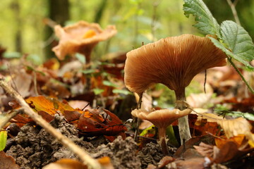 Champignon d'automne 