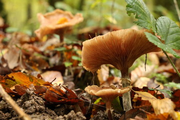 Champignon d'automne 