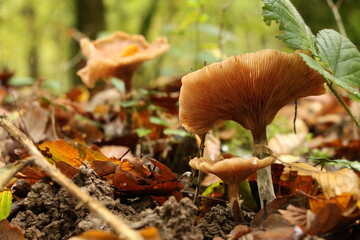 Champignon d'automne 