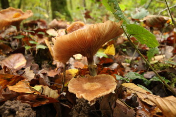 Champignon d'automne 
