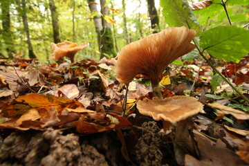 Champignon d'automne 
