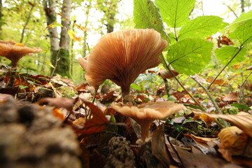 Champignon d'automne 