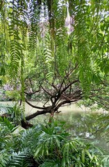 green forest in the morning, Willows, fern and palm tree by the pond in Bangkok Thailand