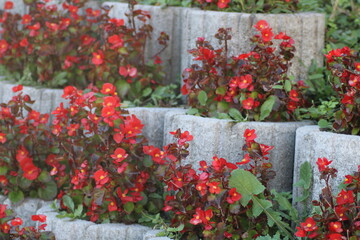 Red begonias blooming in terraced stone planters during spring in a lush garden setting