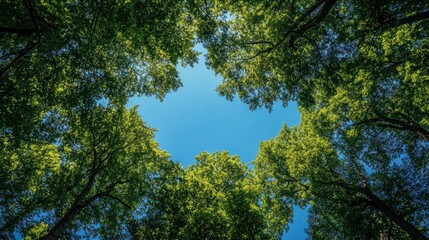Looking Up into the Canopy