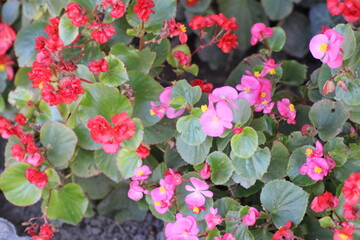 Colorful blooming begonias in a vibrant garden setting during springtime, showcasing red and pink...