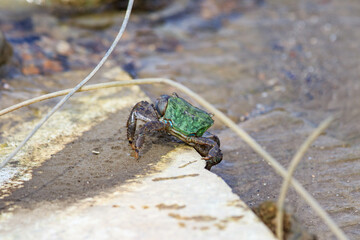 A Vibrant Green Crab Perched on a Rock