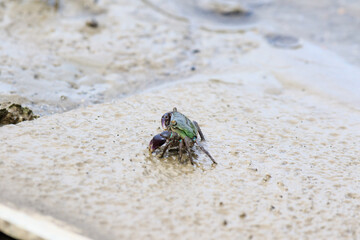 A Vibrant Green Crab Perched on a Rock