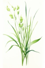 Fototapeta premium Grass flower plant food.
