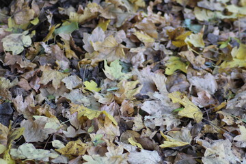 Colorful autumn leaves covering the ground in a serene forest setting during fall in a quiet natural area