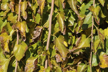 Detailed view of dried green leaves on vines, captured in a sunny garden during late summer, showcasing natural textures and colors
