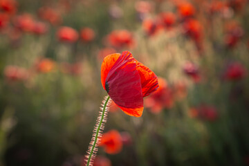 A poppy blooming in the Sussex countryside, on a summer's evening