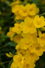 yellow flowers in the garden