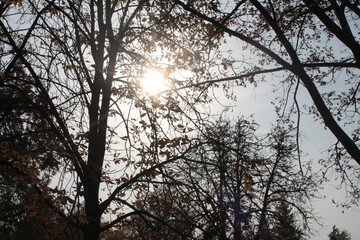 Sunlight peeking through bare branches on a hazy autumn afternoon in a tranquil forest setting