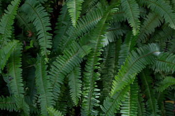 Common sword fern, Boston fern or Nephrolepis exaltata (L.) Schott cv. Bostoniensis in the garden for background.