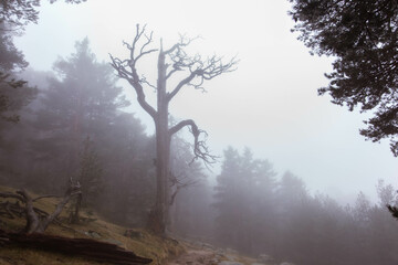 Camino Schmid (del puerto de Navacerrada a Cercedilla)