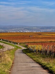winnica winogrona winogrono wino jesień 