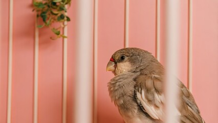 Small bird perched on a pink cage background in soft lighting