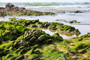 Rocks covered with green moss and algae on a sea beach. Background for travel on a nature