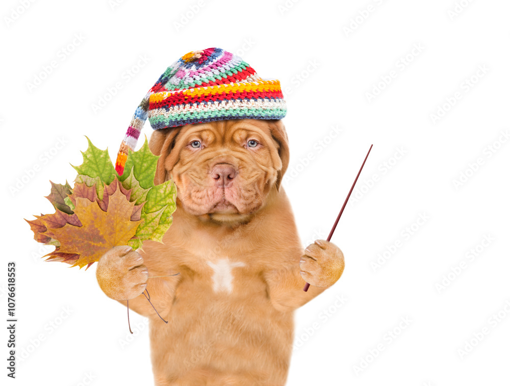 Aufkleber sad mastiff puppy wearing a warm hat with pompon holds dry colorful leaves and points away on empty 