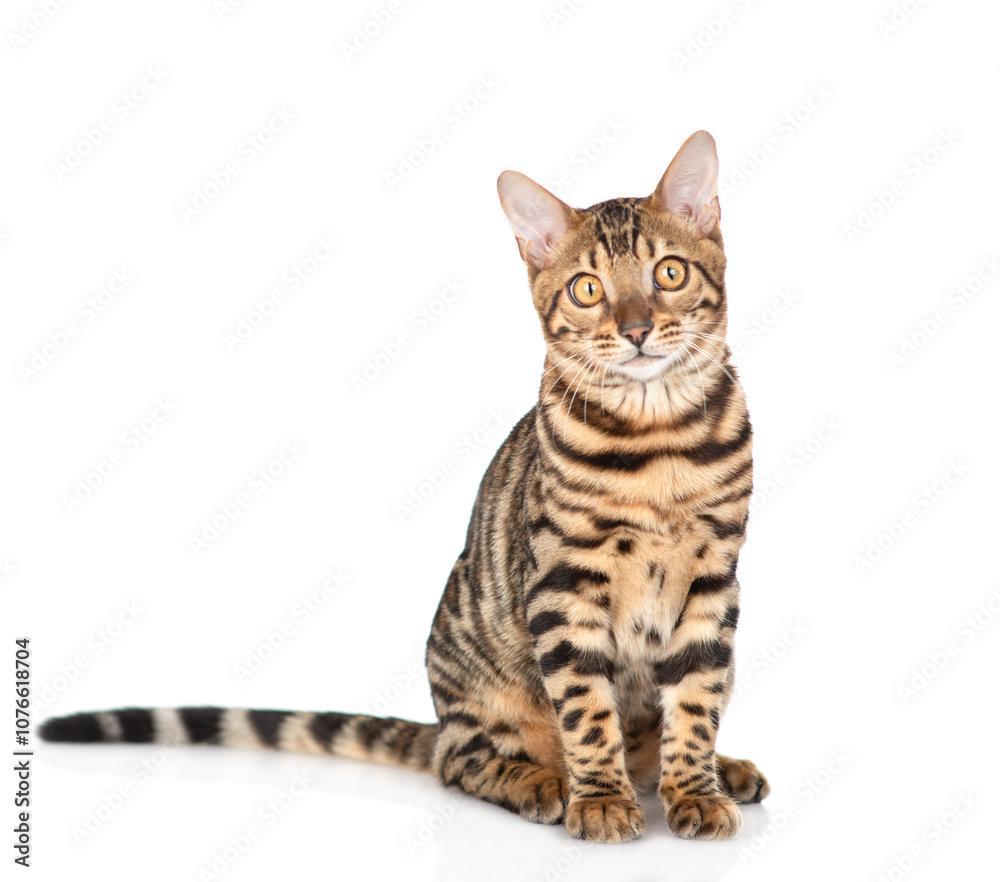 Aufkleber bengal cat sitting in front view and looking at camera. isolated on white background