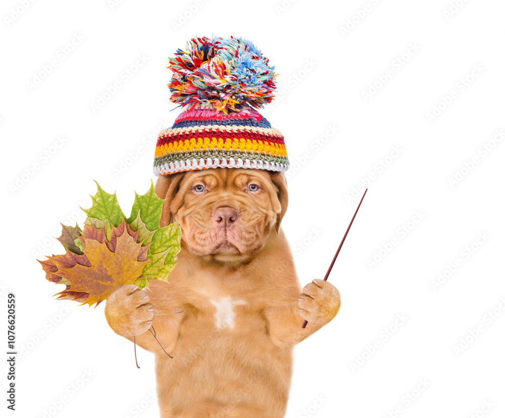 Aufkleber unhappy mastiff puppy wearing a warm hat with pompon holds dry colorful leaves and points away on em