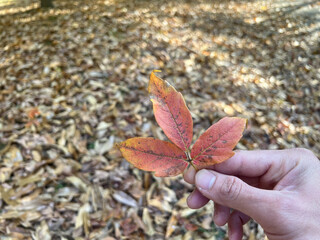 hand holding a leaf