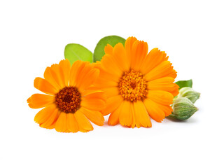 calendula flower with leaves