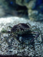 A crab crawls across the sandy bottom of a marine aquarium during a calm afternoon