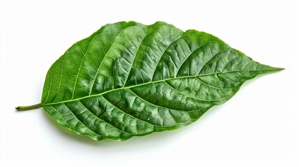 Obraz premium Single Green Leaf with Prominent Veins on a White Background
