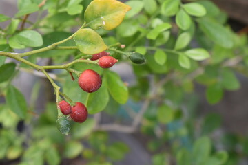 Kemuning plant or commonly known as Murraya paniculata with red coloured fruit