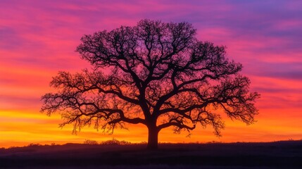 Fototapeta premium A dramatic silhouette of a gnarled tree standing on a hilltop during a stormy evening, with dark clouds swirling in the background. The tree's twisted