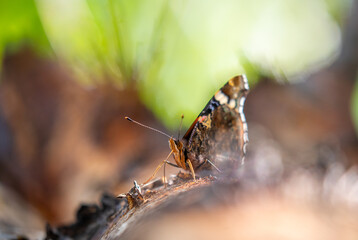 Butterfly on plant in wood