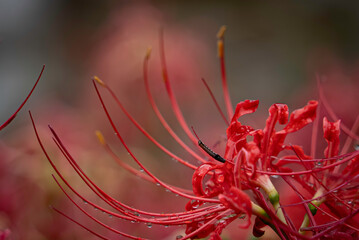 曼殊沙華と芋虫