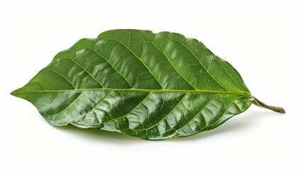 Single Green Leaf with Prominent Veins on White Background