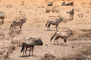 many antelopes in desert