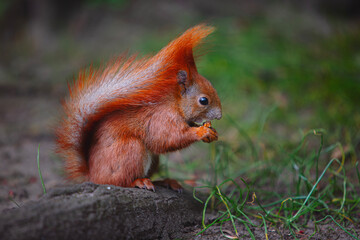 squirrel in the park