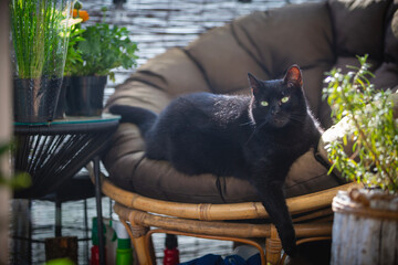 black cat on the couch