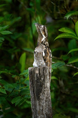 Common potoo, or poor-me-ones (Nyctibius griseus), is one of seven species of bird within the genus Nyctibius.