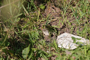 Grenouille léopard mignonne pleine d'œufs, Lithobates pipiens