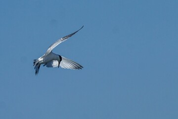 White seabird with black wings soars through a clear blue sky.