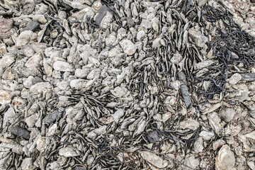 A Tapestry of Oyster Shells on the Shoreline, Lau Fau Shan, Hong Kong