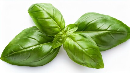 Fototapeta premium Fresh basil leaves isolated on white background from top view, perfect for culinary use with clipping path 