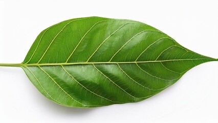 Obraz premium Bidara leaves isolated on white background in top view with rich green color and natural texture 