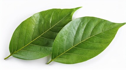 Obraz premium Fresh Bidara leaves isolated on white background, top view showcasing healthy green foliage 